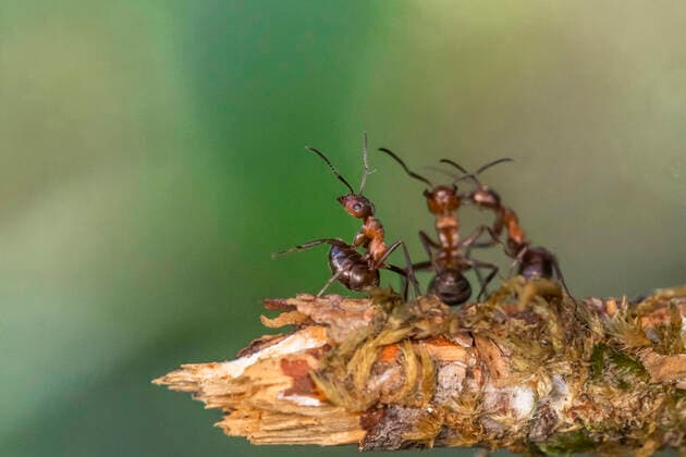 Creative Highlights World Rote Waldameise, Grosse Rote Waldameise (Formica rufa), Ameisen strecken Hinterleib nach vorne, bereiten sich auf Abwehr vor, Abwehrhaltung, Deutschland, Bayern wood ant (Formica rufa), ants stretch their abdomen forward, prepare for defense, defensive posture, Germany, Bavaria BLWS677265 *** red wood ant, Great red Wood ant Formica Rufa , Ants stretch Abdomen to in front, prepare itself at Defense before, defensiveness, Germany, Bavaria Wood Ant Formica Rufa , Ants Stretch their Abdomen forward prepare for defence, Defensive posture Germany, Bavaria BLWS677265 Copyright: xblickwinkel R.xSturmx