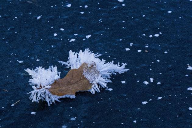  Mit Eiskristallen besetztes Eichenblatt auf gefrorener Wasserfläche, Hessen, Deutschland, Europa *** with Ice crystals occupied Oak leaf at Frozen water surface, Hesse, Germany, Europe Copyright: imageBROKER/WilfriedxMartin ibxwma08894959.jpg