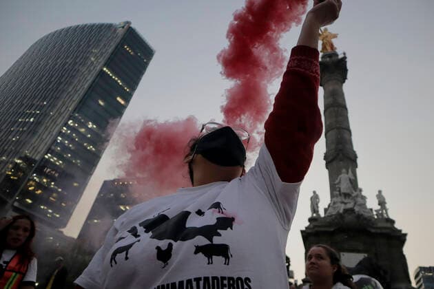 Activists Demonstrate Against Animal Slaughterhouses In Mexico Activist from the organisation Animal Save Mexico, holds a flare during a protest in front of the Angel of Independence in Mexico City, against animal slaughterhouses in Mexico. Mexico City Mexico City Mexico  Copyright: xGerardoxVieyrax originalFilename: vieyra-notitle221216_npXwf.jpg