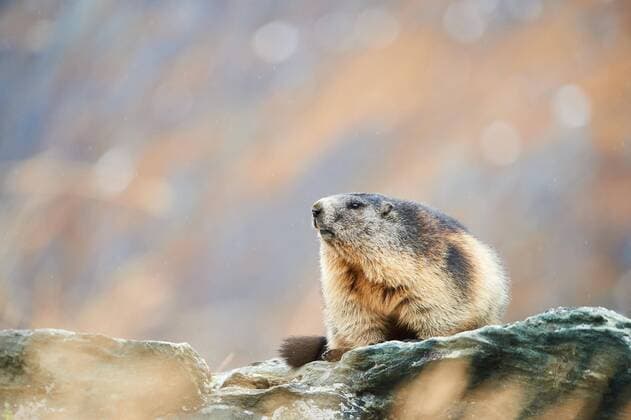 Creative Highlights World Alpenmurmeltier (Marmota marmota) auf einem Felsen im Spätherbst, Großglockner, Nationalpark Hohe Tauern, Österreich, Europa *** Alpenmurmeltier Marmota Marmota at a Rocks at Late autumn, Grossglockner, National Park high Tauern, Austria, Europe Copyright: imageBROKER/Davidx&xMichaxSheldon ibxshe08896590.jpg