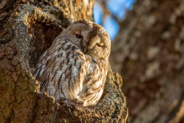 Waldkauz, Wald-Kauz (Strix aluco), sonnt sich in einem Astloch, Vorderansicht, Deutschland, Bayern Eurasian tawny owl (Strix aluco), sunbathing in a knothole, front view, Germany, Bavaria BLWS677452 *** Brown owl, Forest Kauz Strix aluco , suns itself in a knothole, front view, Germany, Bavaria EURASIAN Tawny OWL Strix aluco , sunbathing in a knothole, Front view, Germany, Bavaria BLWS677452 Copyright: xblickwinkel R.xSturmx