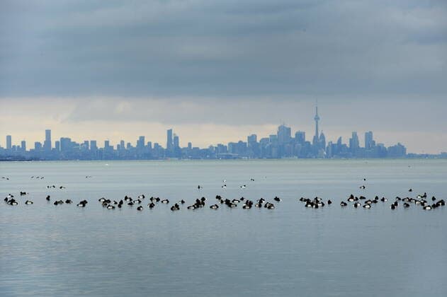 December 8, 2022, Mississauga, on, Canada: Birds swim in the waters of Lake Ontario as the Toronto skyline looms in the background in Mississauga, Ont., Thursday, Jan. 24, 2019. Environment Canada says to avoid travel if possible as a winter storm bears down on Ontario, threatening holiday plans during one of the busiest travel times of the year. Mississauga Canada  - ZUMAc35_ 20221208_zaf_c35_154 Copyright: xNathanxDenettex