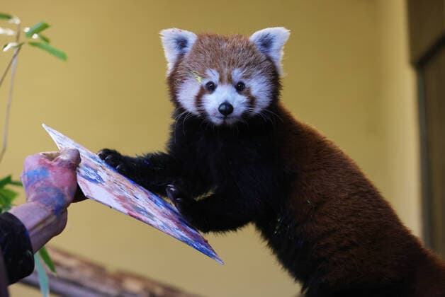 Bilder des Jahres 2022, Entertainment 12 Dezember Entertainment Themen der Woche KW51 Entertainment Bilder des Tages 23.12.2022, NRW, Nordrhein-Westfalen, Kleve, Tiergarten Kleve, Zoo, malendes Tier, Malerei, Tiermalerei, Kunst, Roter Panda, das Panda Weibchen KAMALA malt, die Bilder sollen zur Finanzierung des Ausbaus der neuen Panda-Anlage und ein Artenschutzprojekt für den Roten Panda verkauft werden, Das medizinische Training wurde um eine künstlerische Aufgabe erweitert und die Pfoten von KAMALA werden mit ungiftiger Fingerfarbe betupft, mit denen das Tier dann einzigartige Kunstwerke malt, Kleve Deutschland *** 23 12 2022, NRW, North Rhine-Westphalia, Kleve, Kleve Zoo, painting animal, painting, animal painting, art, red panda, the female panda KAMALA paints, the paintings are to be sold to finance the expansion of the new panda facility and Copyright: xRalfxIbingx xSnowfieldxPhotographyx SF231222KamalaR41