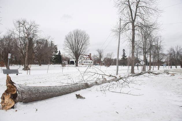December 24, 2022, Montreal, PQ, Canada: A fallen tree is shown next to a road in Montreal, Saturday, Dec. 24, 2022, following a winter storm in the region. Montreal Canada  - ZUMAc35_ 20221224_zaf_c35_018 Copyright: xGrahamxHughesx