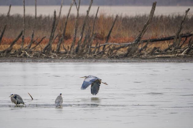 Wildlife At The Oxbow Nature Conservancy Great blue heron are seen at the Oxbow Nature Conservancy on Sunday, January 1, 2023, in Lawrenceburg, Indiana, USA. Lawrenceburg, IN Indiana United States  Copyright: xJasonxWhitmanx originalFilename: whitman-greatblu230101_np6dl.jpg
