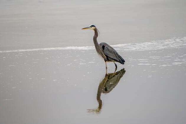 Wildlife At The Oxbow Nature Conservancy Great blue heron are seen at the Oxbow Nature Conservancy on Sunday, January 1, 2023, in Lawrenceburg, Indiana, USA. Lawrenceburg, IN Indiana United States  Copyright: xJasonxWhitmanx originalFilename: whitman-greatblu230101_npa78.jpg