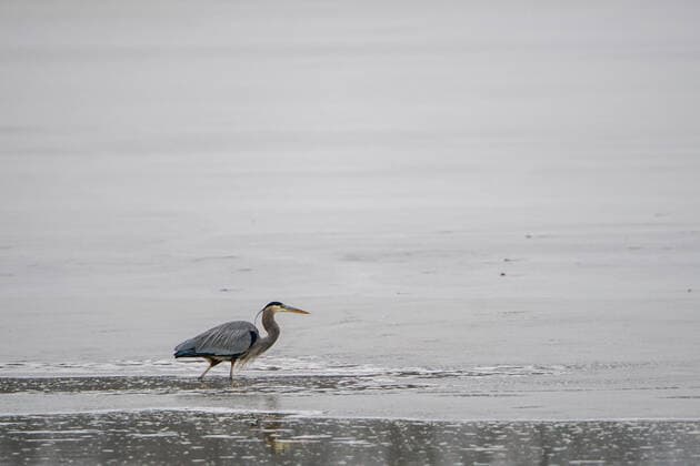 Wildlife At The Oxbow Nature Conservancy Great blue heron are seen at the Oxbow Nature Conservancy on Sunday, January 1, 2023, in Lawrenceburg, Indiana, USA. Lawrenceburg, IN Indiana United States  Copyright: xJasonxWhitmanx originalFilename: whitman-greatblu230101_npfro.jpg