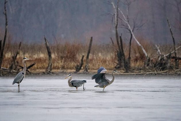 Wildlife At The Oxbow Nature Conservancy Great blue heron are seen at the Oxbow Nature Conservancy on Sunday, January 1, 2023, in Lawrenceburg, Indiana, USA. Lawrenceburg, IN Indiana United States  Copyright: xJasonxWhitmanx originalFilename: whitman-greatblu230101_npopP.jpg