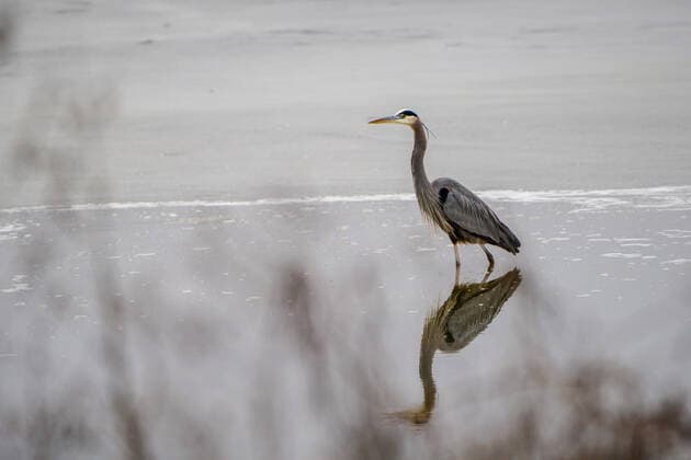 Wildlife At The Oxbow Nature Conservancy Great blue heron are seen at the Oxbow Nature Conservancy on Sunday, January 1, 2023, in Lawrenceburg, Indiana, USA. Lawrenceburg, IN Indiana United States  Copyright: xJasonxWhitmanx originalFilename: whitman-greatblu230101_npouP.jpg