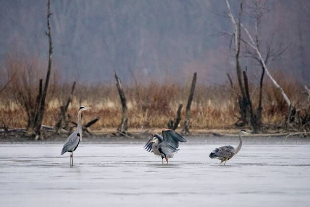 Wildlife At The Oxbow Nature Conservancy Great blue heron are seen at the Oxbow Nature Conservancy on Sunday, January 1, 2023, in Lawrenceburg, Indiana, USA. Lawrenceburg, IN Indiana United States  Copyright: xJasonxWhitmanx originalFilename: whitman-greatblu230101_npWa6.jpg