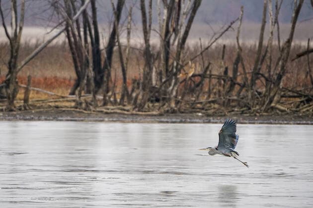 Wildlife At The Oxbow Nature Conservancy Great blue heron are seen at the Oxbow Nature Conservancy on Sunday, January 1, 2023, in Lawrenceburg, Indiana, USA. Lawrenceburg, IN Indiana United States  Copyright: xJasonxWhitmanx originalFilename: whitman-greatblu230101_np1kO.jpg