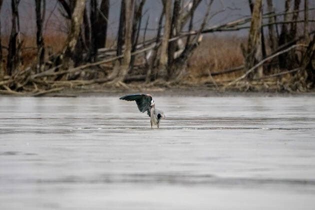 Wildlife At The Oxbow Nature Conservancy Great blue heron are seen at the Oxbow Nature Conservancy on Sunday, January 1, 2023, in Lawrenceburg, Indiana, USA. Lawrenceburg, IN Indiana United States  Copyright: xJasonxWhitmanx originalFilename: whitman-greatblu230101_npQy7.jpg