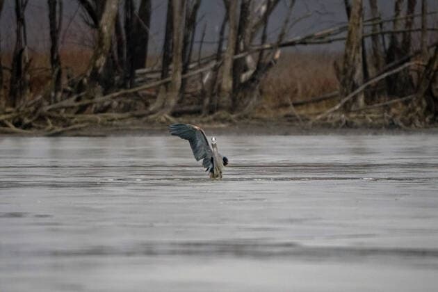 Wildlife At The Oxbow Nature Conservancy Great blue heron are seen at the Oxbow Nature Conservancy on Sunday, January 1, 2023, in Lawrenceburg, Indiana, USA. Lawrenceburg, IN Indiana United States  Copyright: xJasonxWhitmanx originalFilename: whitman-greatblu230101_npxvN.jpg