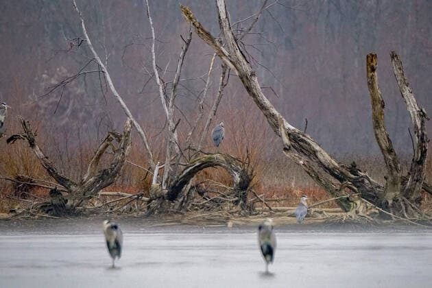 Wildlife At The Oxbow Nature Conservancy Great blue heron are seen at the Oxbow Nature Conservancy on Sunday, January 1, 2023, in Lawrenceburg, Indiana, USA. Lawrenceburg, IN Indiana United States  Copyright: xJasonxWhitmanx originalFilename: whitman-greatblu230101_np6wh.jpg