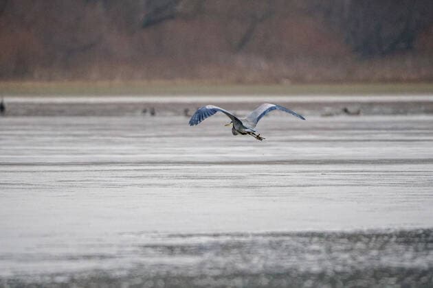 Wildlife At The Oxbow Nature Conservancy Great blue heron are seen at the Oxbow Nature Conservancy on Sunday, January 1, 2023, in Lawrenceburg, Indiana, USA. Lawrenceburg, IN Indiana United States  Copyright: xJasonxWhitmanx originalFilename: whitman-greatblu230101_npFti.jpg