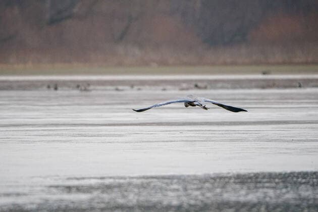 Wildlife At The Oxbow Nature Conservancy Great blue heron are seen at the Oxbow Nature Conservancy on Sunday, January 1, 2023, in Lawrenceburg, Indiana, USA. Lawrenceburg, IN Indiana United States  Copyright: xJasonxWhitmanx originalFilename: whitman-greatblu230101_npI6t.jpg