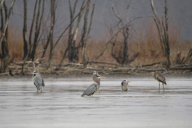 Wildlife At The Oxbow Nature Conservancy Great blue heron are seen at the Oxbow Nature Conservancy on Sunday, January 1, 2023, in Lawrenceburg, Indiana, USA. Lawrenceburg, IN Indiana United States  Copyright: xJasonxWhitmanx originalFilename: whitman-greatblu230101_npyIQ.jpg