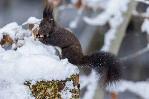 Eichhörnchen (Sciurus vulgaris) im Winter McPKST McP_RMU_2023_000008 *** Squirrel Sciurus vulgaris at Winter McPKST McP RMU 2023 000008 McPKST