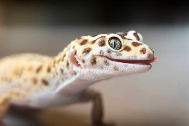Close-up of spotted leopard gecko property released, DAMF01133