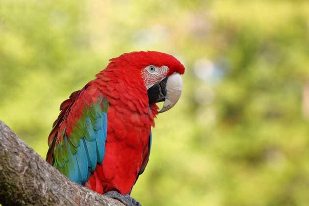  Grünflügelara (Ara chloroptera), sitzt auf einem Ast, captive, Hessen, Deutschland, Europa *** Green-winged Macaw Ara chloroptera , sits at a Branch, captive, Hesse, Germany, Europe Copyright: imageBROKER/BurkhardxSauskojus ibxbsa08918172.jpg