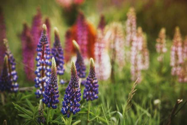 Purple lupin flowers on field, IEF00264