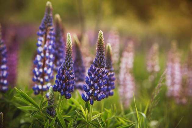 Fresh purple lupin flowers at field, IEF00276