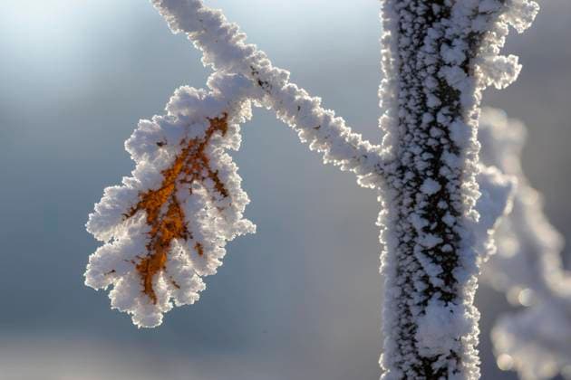 Oak leaf Quercus with hoarfrost, Guxhagen, Hesse, Germany, Europe Copyright: imageBROKER MarcusxSiebert ibxmcs08922179.jpg