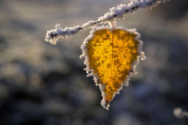  Birkenblatt (Betula) mit Raureif, Guxhagen, Hessen, Deutschland, Europa *** Birch leaf Betula with hoarfrost, Guxhagen, Hesse, Germany, Europe Copyright: imageBROKER/MarcusxSiebert ibxmcs08922210.jpg