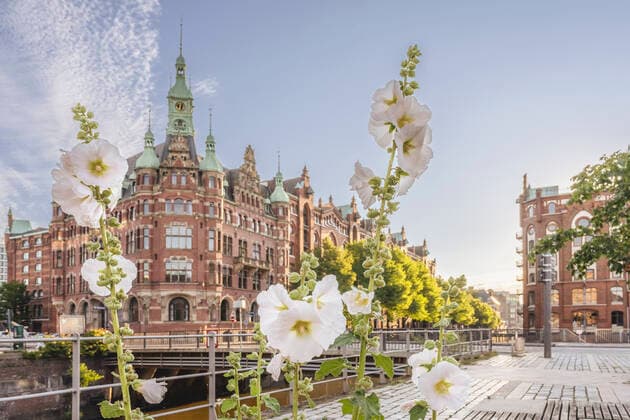 Germany, Hamburg, White hollylocks blooming in Speicherstadt district, KEBF02509