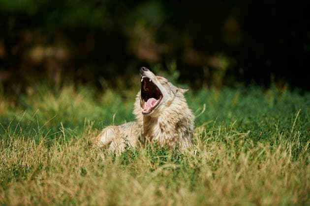Timberwolf Canis Lupus Lycaon at a Meadow lying, gernany Copyright: imageBROKER/Davidx&xMichaxSheldon ibxshe08913112.jpg