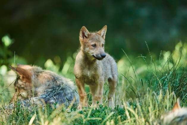 Timberwolf Canis Lupus Lycaon , cub, at a Meadow, gernany Copyright: imageBROKER/Davidx&xMichaxSheldon ibxshe08913159.jpg