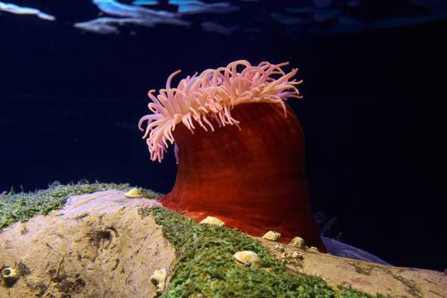 Creative Highlights World Spotted Red Anemone (Tealia lofotensis). The colourful Spotted Red Anemone (Tealia lofotensis), the sea anemone in the Lisbon Oceanarium. Portugal. Copyright: xZoonar.com SergxZastavkinx(SergeyxPristyazhnyuk)x 12639873