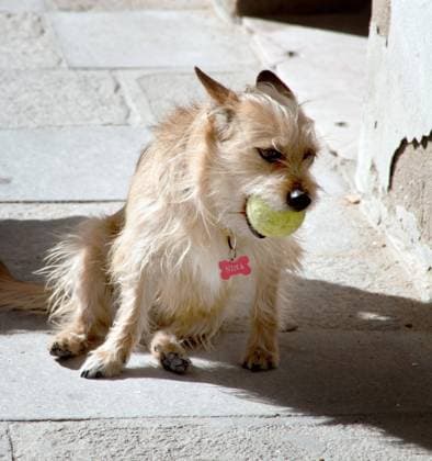 Domestic dog Canis Lupus F familiaris , small Huendin with Tennis ball in the Snout, Front view Domestic Dog Canis Lupus F familiaris , Little Bitch With Tennis Ball in muzzle, Front View BLWS677908 Copyright: xblickwinkel McPHOTO BilderBoxx