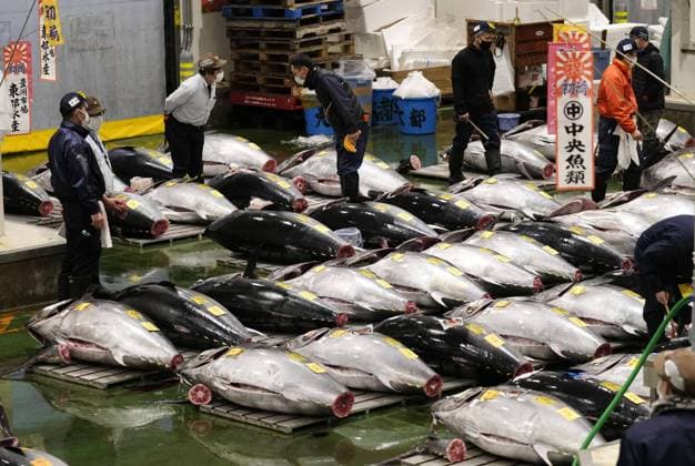 Bilder des Jahres 2023, News 01 Januar News Themen der Woche KW01 News Bilder des Tages New Year tuna auction in Tokyo Photo taken on Jan. 5, 2023, shows tuna lined up for the year s first auction at Tokyo s Toyosu market.  A14AA0001381488P