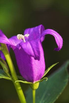 Glockenblume, bellflower, campanula latifolia blaue Glockenblume Copyright: xZoonar.com CorneliaxPithartx 78430