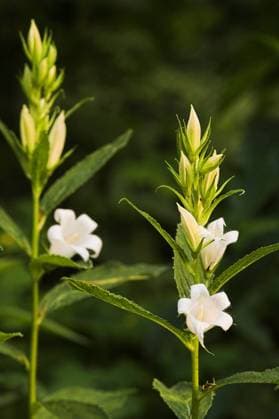 Glockenblume, bellflower, campanula latifolia weisse Glockenblume Copyright: xZoonar.com CorneliaxPithartx 78441