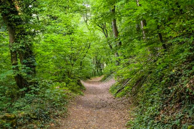 Hohlweg, Waldweg, Bayern, Deutschland *** Hollow way, forest path, Bavaria, Germany
