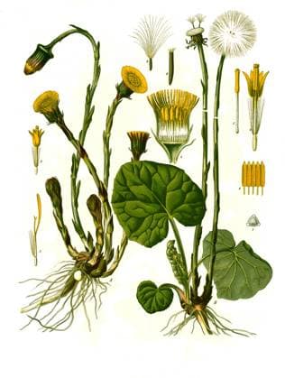 Heilpflanze, Huflattich, Tussilago farfara, Historisch, digital restaurierte Reproduktion von einer Vorlage aus dem 19. Jahrhundert,