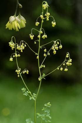 Kleine Wiesenraute (Thalictrum minus), Bluetenstand mit Vergoesserung von zwei Blueten, Composing, Italien, Suedtirol, Dolomiten lesser meadow-rue (Thalictrum minus), inflorescence with magnification of two flowers, composing, Italy, South Tyrol, Dolomites BLWS677960 *** small Meadow-rue Thalictrum Minus , Bluetenstand with Vergoesserung from Two Blossoms, composition, Italy, South-Tirol, Dolomites Lesser Meadow Rue Thalictrum Minus , inflorescence With Magnification of Two flowers composition, Italy, South Tyrol, Dolomites BLWS677960 Copyright: xblickwinkel S.xDerderx