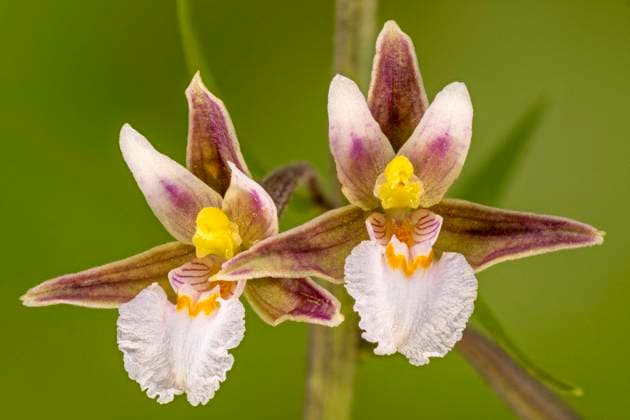 Sumpf-Stendelwurz, Sumpfstendelwurz, Sumpf-Staendelwurz, Sumpfstaendelwurz, Echte Sumpfwurz, Weisse Sumpfwurz, Sumpf-Sitter, Sumpfsitter (Epipactis palustris), zwei Blueten, Deutschland, Bayern, Oberbayern Region Murnauer Moos Marsh helleborine (Epipactis palustris), two flowers, Germany, Bavaria, Oberbayern Region Murnauer Moos BLWS678342 *** Swamp stiltroot, marsh tigerwort, Swamp Staendelwurm, marsh marigold, Real swamproot, Whites swamproot, Swamp sitter, Swamp sitter Epipactis palustris , Two Blossoms, Germany, Bavaria, Upper Bavaria Region Murnauer Moss Marsh helleborine Epipactis palustris , Two flowers Germany, Bavaria, Upper Bavaria Region Murnauer Moss BLWS678342 Copyright: xblickwinkel S.xDerderx