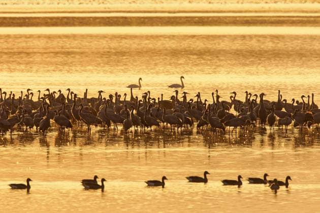 IMAGO Creative: Herbst, Lichtimpressionen Kranichschwarm, Grauer Kranich (Grus grus), der sich bei Sonnenuntergang im flachen Wasser an seinem Schlafplatz versammelt, Herbst *** flock of cranes, grey Crane Grus Grus , the itself at Sunset at flat Water to his Sleeping place gathered, Autumn Copyright: imageBROKER/alimdix/xArterra ibltsm08889384.jpg