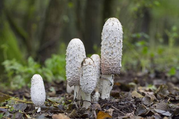  Natur, Pilze, Schopf-Tintling, Spargelpilz, Porzellantintling oder Tintenpilz - Coprinus comatus Schopf-Tintling (Coprinus comatus), Anwaltsperücke, Zottiger Mähnenpilz, junge Fruchtkörper von Pilzen, Pilze im Wald im Herbst, Herbst *** Dome Tintling Coprinus comatus , lawyer wig, Zottiger mane fungus, Boy fruiting body from mushrooms Mushrooms at Forest at Autumn, Autumn Copyright: imageBROKER/alimdix/xArterra ibltsm08889576.jpg