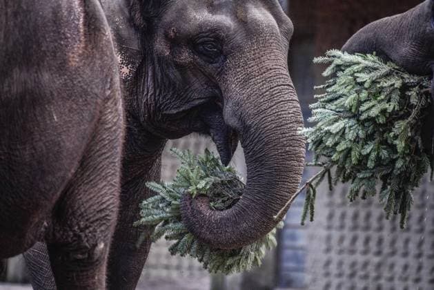Weihnachtsbaumfütterung im Zoo *** NUR FÜR REDAKTIONELLE ZWECKE *** EDITORIAL USE ONLY ***<p>Weihnachtsbäume werden am 13. januar an die Elefanten im Berliner Zoo verfüttert. Deutschland Berlin Copyright: RetoxKlar *** Christmas tree feeding at the zoo FOR EDITORIAL PURPOSES ONLY EDITORIAL USE ONLY p Christmas trees are fed to the elephants at Berlin Zoo on 13 january Germany Berlin Copyright RetoxKlar Copyright: RetoxKlar doc7oh0tqu1qdw30ryxg43 ,EDITORIAL USE ONLY