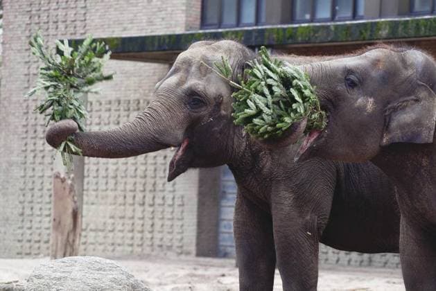Bilder des Jahres 2023, Entertainment 01 Januar Entertainment Themen der Woche KW02 Entertainment Bilder des Tages Weihnachtsbaumfütterung im Zoo *** NUR FÜR REDAKTIONELLE ZWECKE *** EDITORIAL USE ONLY ***<p>Weihnachtsbäume werden am 13. januar an die Elefanten im Berliner Zoo verfüttert. Deutschland Berlin Copyright: RetoxKlar *** Christmas tree feeding at the zoo FOR EDITORIAL PURPOSES ONLY EDITORIAL USE ONLY p Christmas trees are fed to the elephants at Berlin Zoo on 13 january Germany Berlin Copyright RetoxKlar Copyright: RetoxKlar doc7oh0tuhn6qxuxa06l2o ,EDITORIAL USE ONLY