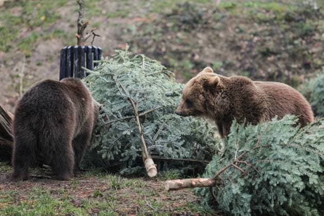 Animals at Zagreb Zoo feast on Christmas trees Bears in the Zoo feasted on and cavorted with leftover Christmas trees in Zagreb, Croatia on January 13, 2023. The Zagreb Zoo gave decorated Christmas trees, which previously decorated Advent, in order to enrich the animals living space. TomislavxMiletic PIXSEL