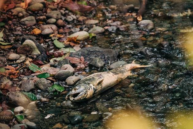 Creative Highlights World Full length view of a dead salmon after spawning in a creek Seattle, Washington, United States R_BSYP230113-1106749-01