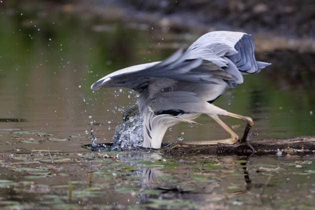 Creative Highlights World Tierwelt der Toskana. Graureiher (Ardea cinerea) bei der Jagd., Bucine Arezzo Italien Biotop in der Nähe von Ambra (AR) *** Wildlife of Tuscany Grey Heron Ardea cinerea hunting , Bucine Arezzo Italy biotope near Ambra AR
