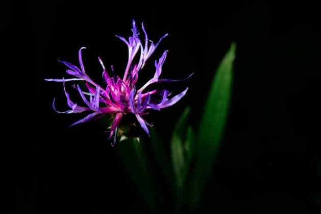 Centaurea montana On Italian Prealps *** Centaurea Montana ON Italian Prealps 1104300374