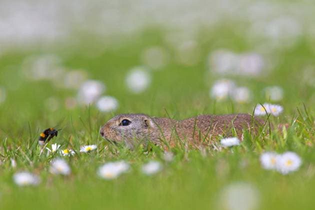  Europäisches Ziesel (Spermophilus citellus), Europäischer Souslik beim Betrachten einer Hummel auf einer Blumenwiese im Frühling, Burgenland, Österreich, Europa *** European Ziesel Spermophilus Citellus , European souslik at view a Hummel at a Blumenwiese at Spring, burgenland, Austria, Europe Copyright: imageBROKER/alimdix/xArterra ibltsm08964573.jpg