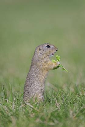 IMAGO Creative, Biodynamische Landwirtschaft Europäisches Ziesel (Spermophilus citellus) (Citellus citellus), Europäischer Ziesel beim Fressen von Blumen auf einer Wiese, Feld im Frühling, Burgenland, Österreich, Europa *** European Ziesel Spermophilus Citellus Citellus Citellus , European Ziesel at Food from Flowers at a Meadow, Field at Spring, burgenland, Austria, Europe Copyright: imageBROKER/alimdix/xArterra ibltsm08964600.jpg